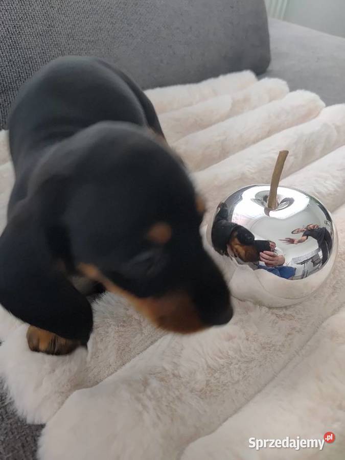 Jamnik miniatura Cieszyn