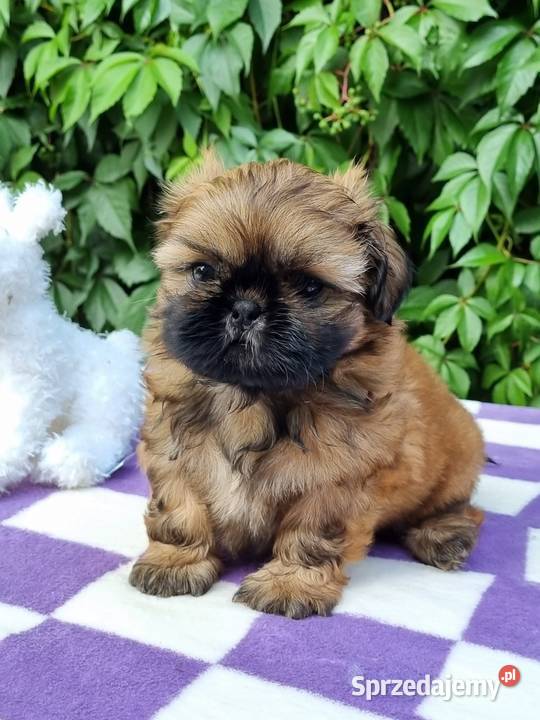 Pieski Shih Tzu zkwp fci gotowe do odbioru łódzkie Piotrków Trybunalski