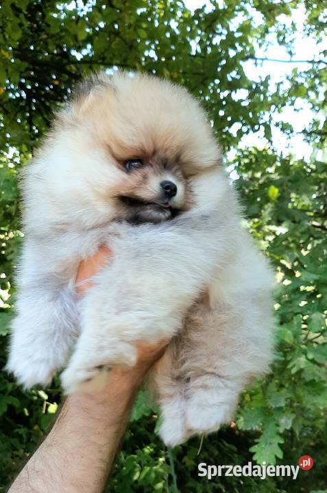 Dziewczynka szpic miniaturowy pomeranian Pabianice