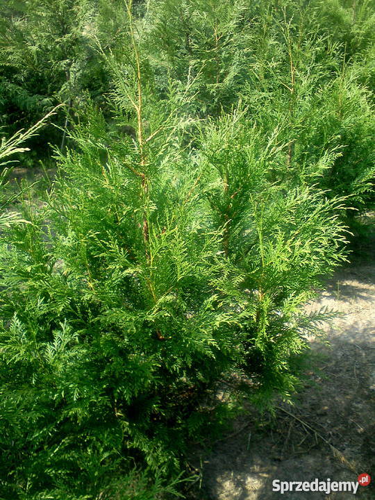 Tuja Martin nie Brabant najszybciej rośnie Proszowice