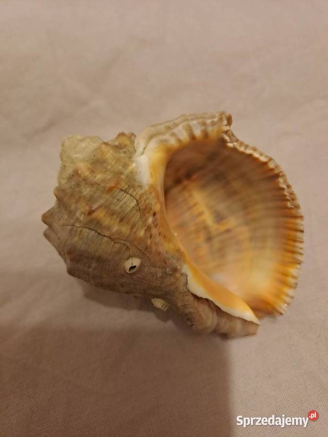 Muszla ozdobna 8 Wrocław sprzedam