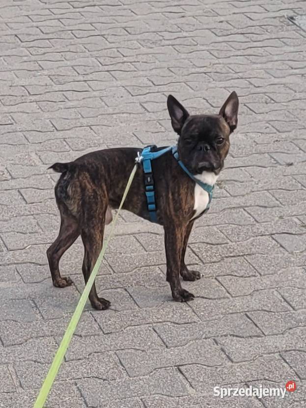 Boston Terrier krycie mazowieckie Mława