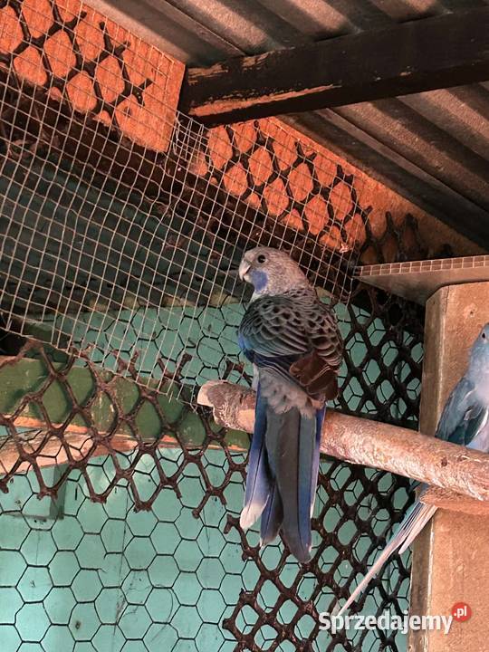 Rozelle królewskie para Zwierzęta Skała