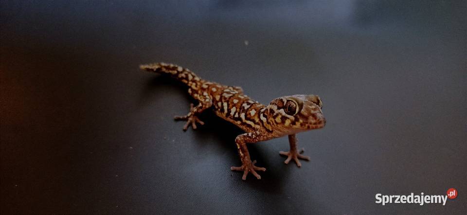 Gekon madagaskarski pictus Kraków