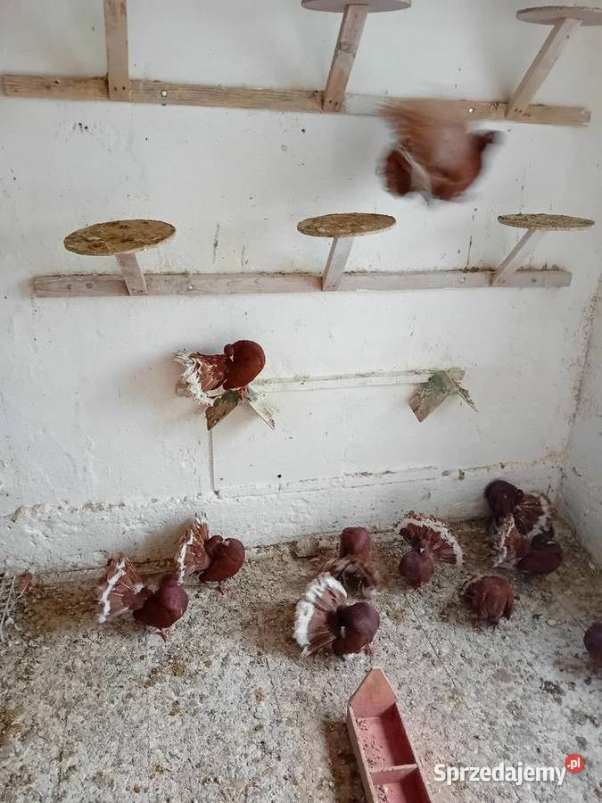 Pawiki czerwone na lęcie Siedlce