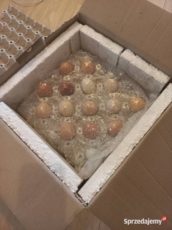 Jaka lęgowe mix ras Hodowla drobiu Kolbuszowa