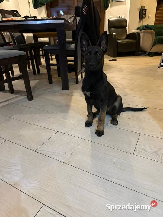 Owczarek belgijski malinois