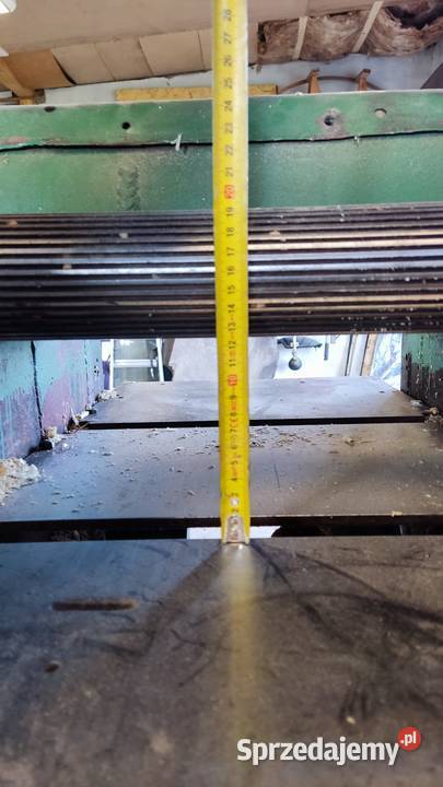 Grubościówka heblarka lubelskie Chomęciska Duże