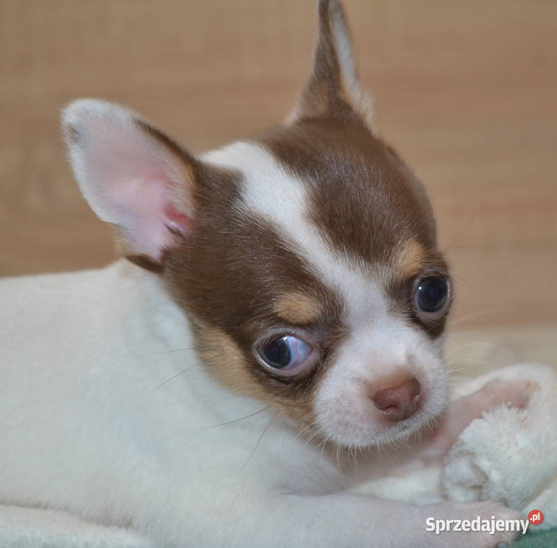 CHIHUAHUA PIĘKNE SZCZENIĘTA