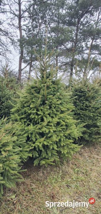 Choinki świerki Borków