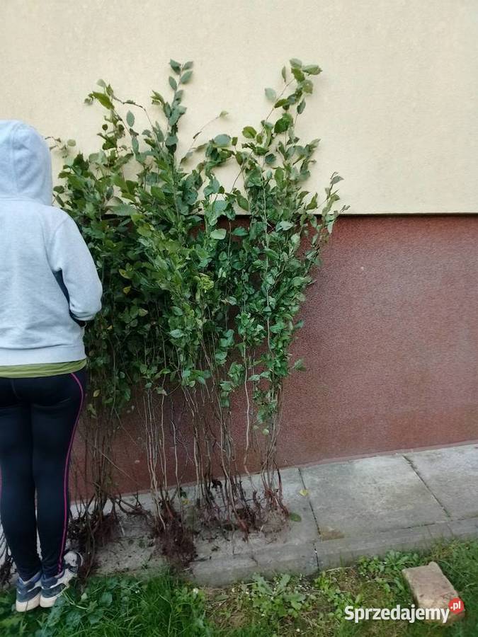 Sadzonki grab buk pospolity 40 gr na żywopłot podkarpackie sprzedam