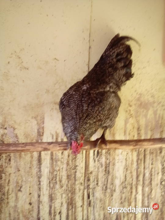 Sprzedam dwa młode kogutyspokojne Mochnaczka Niżna