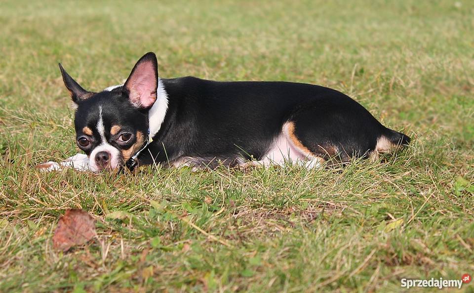 Chihuahua z rodowodem ZKwP