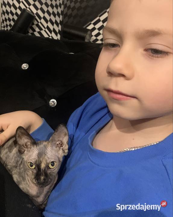 Sfinks Kanadyjski Diablica tygryska do odbioru Leszno