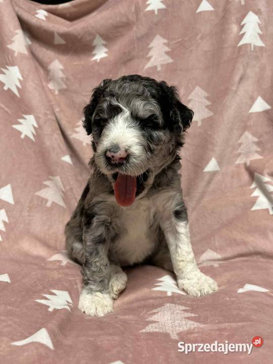 Owczarek Pudel Aussiedoodle Silver Merle wielkopolskie Czarnków