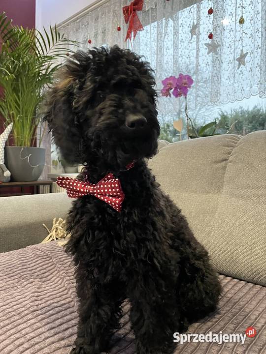 Pudel miniaturowy piesek Pozostałe Ostrożnica sprzedam