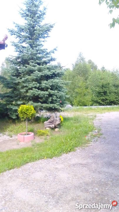 Domowy hotel psów małe rasy bez klatek Luzino usługa dla zwierząt