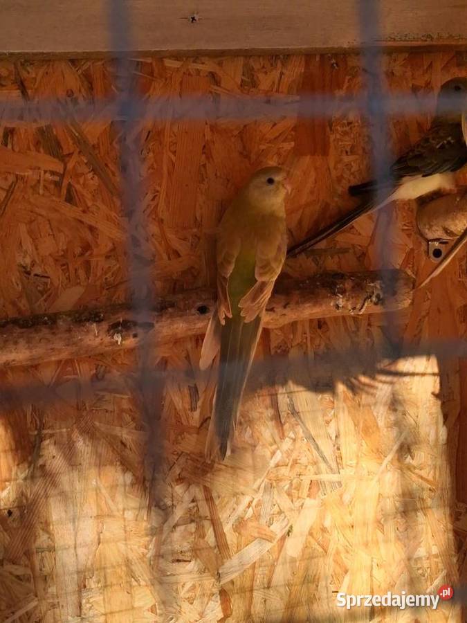 Młode papugi świergotki Lublin