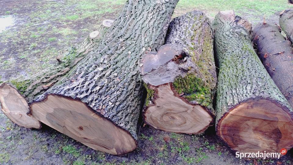 Drzewo Orzecha KlockiKłody podkarpackie