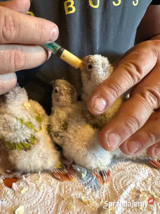 Rudosterki ręcznie karmione łódzkie Zgierz