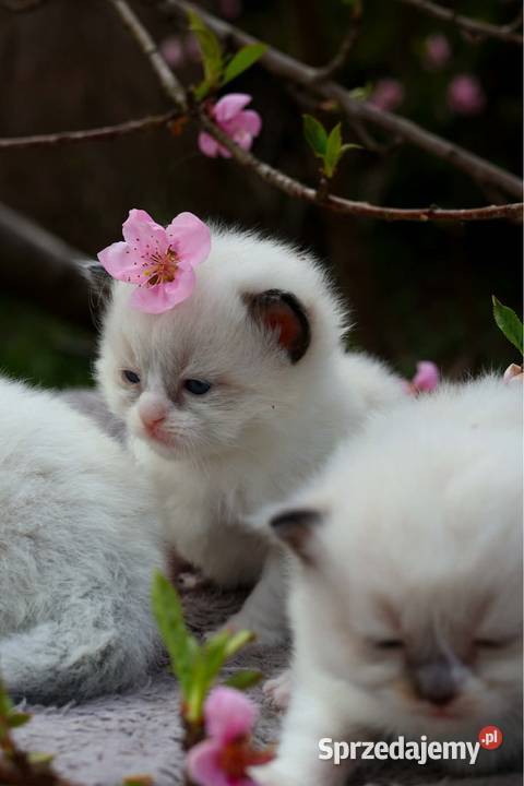Ragdoll ragdollowe dziewczynki Piorunówek