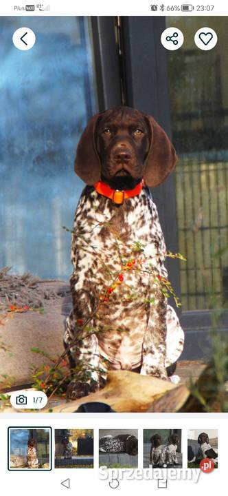 Wyżeł niemiecki krótkowłosy Łódź sprzedam