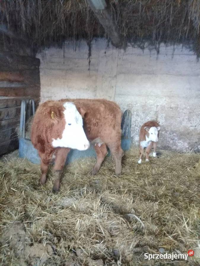 Jałówka z cielakiem Lipsk