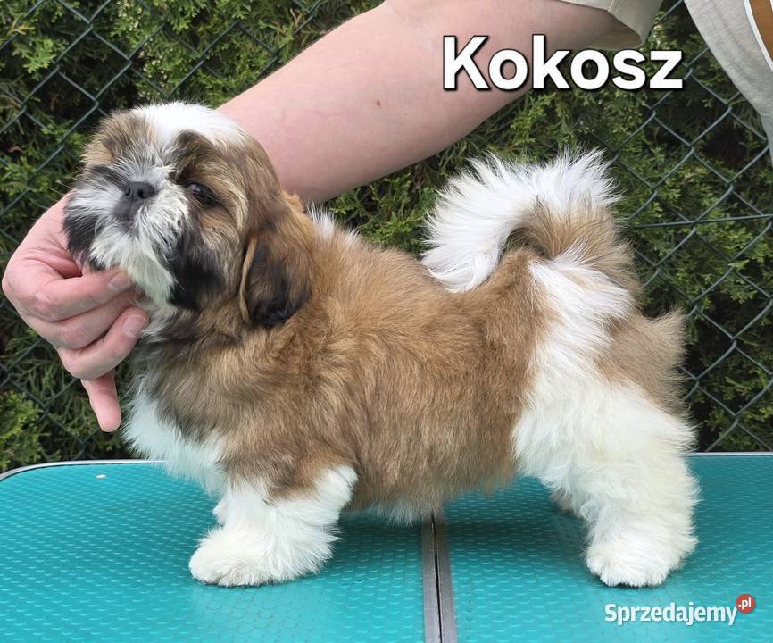Szczenięta Shih tzu ZKWP śląskie Myszków