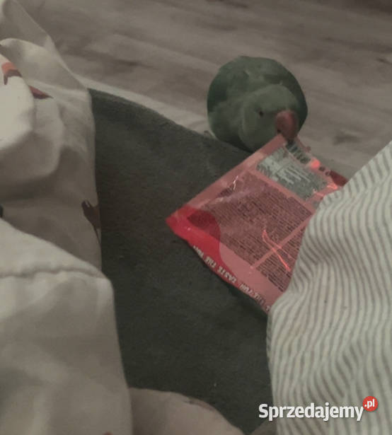 papuga aleksandretta obrożna papużka Wadowice