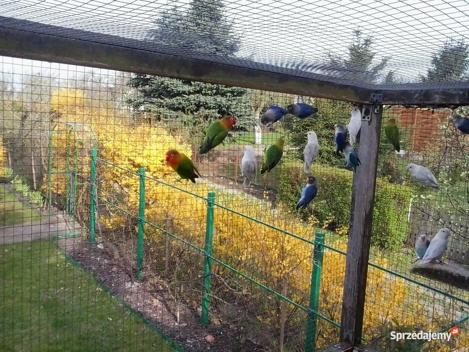 papugi nierozłączki fischera