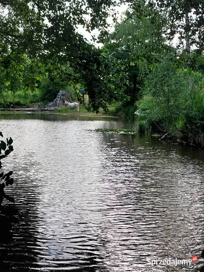 Sprzedam siedlisko rzeką Wręczyca Mała