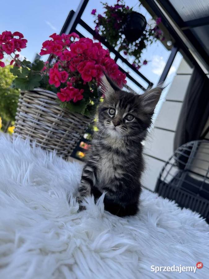 Aria kotka Maine Coon