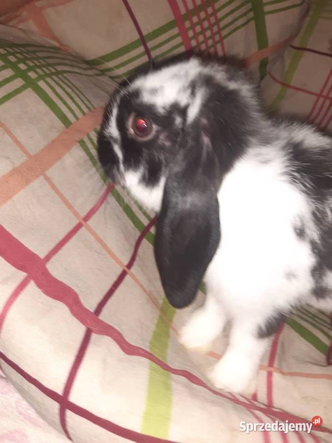 Króliczek mini lop Radzymin