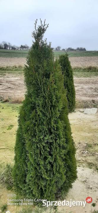 Tuje 160200 Lublin sprzedam