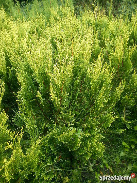 Tuje żółte złote na żywopłot Brabant Szmaragd Proszowice