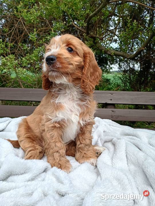 Cockapoo F1 suczki Pudel Cocker Spaniel Toruń