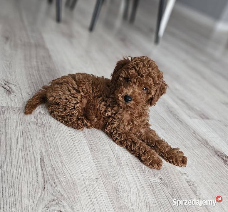 Piesek toy red brown wielkopolskie Zbrudzewo sprzedam