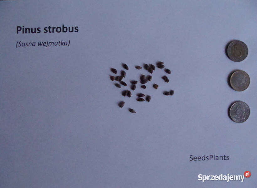 SOSNA WEJMUTKA Pinus strobus NASIONA 3500 sztuk Lubanie