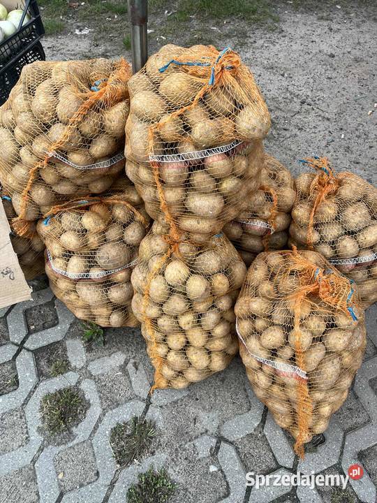 Ziemniaki Denary łódzkie Głowno