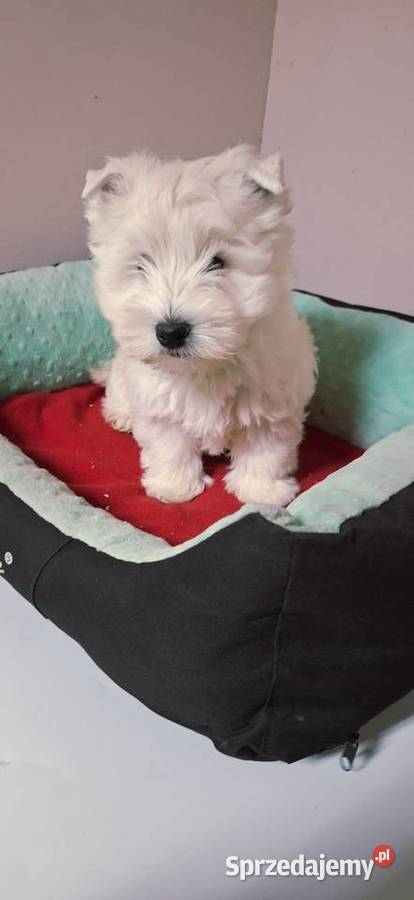 West Higchland White Terrier