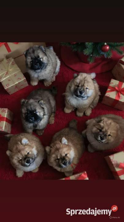 Chowchow Szczeniaki FCI zostały dwa pieski śląskie Pszczyna