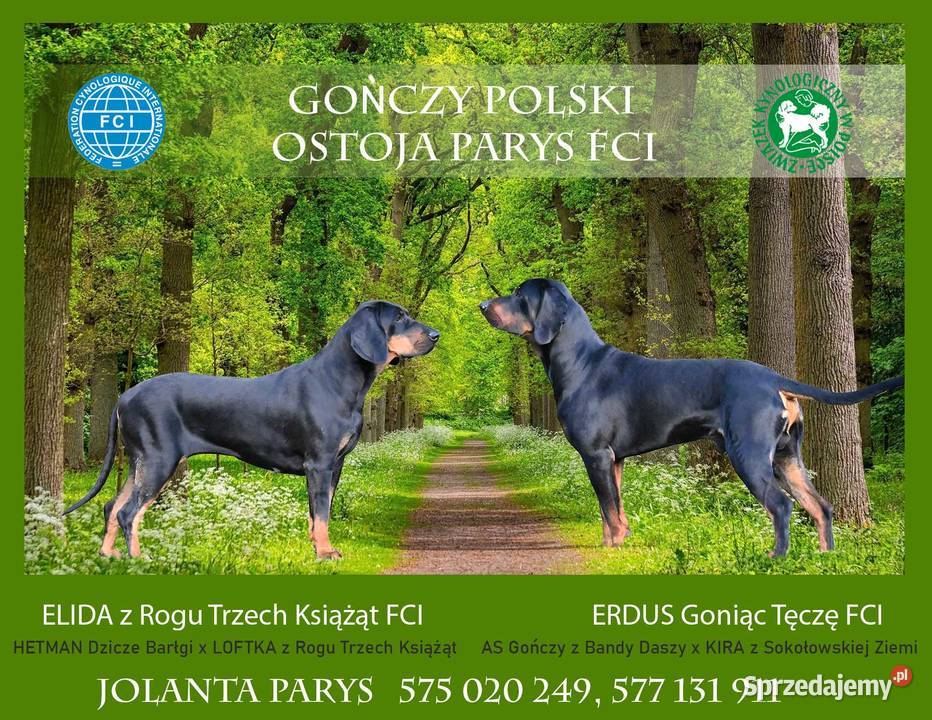 SPRZEDAM GOŃCZY POLSKI FCI szczeniaki Pozostałe Lubin sprzedam