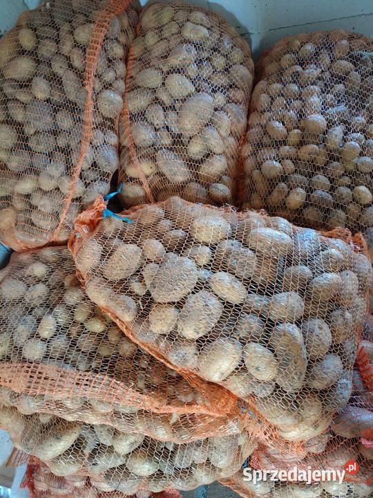 Sprzedam Ziemniaki Żuromin