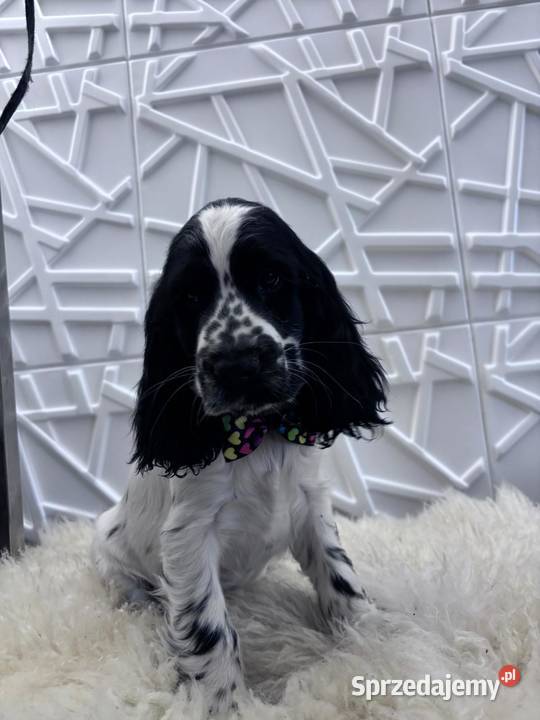 Cocker spaniel angielski Żelazków sprzedam