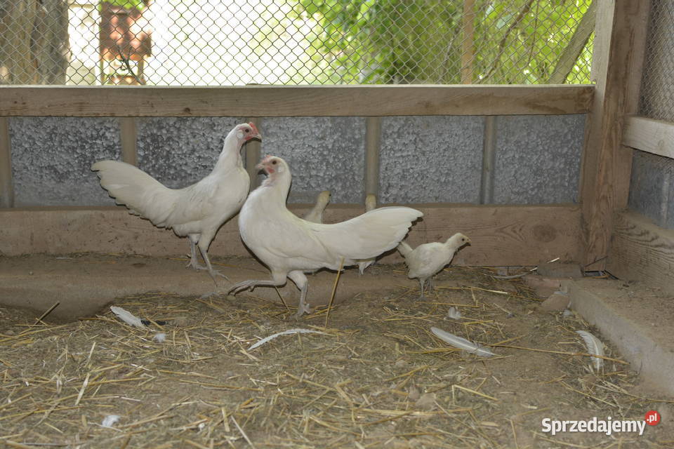 Kury ozdobne feniksy białe Rzeszów