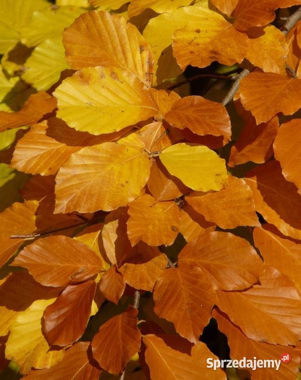 BUK ZWYCZAJNY Fagus sylvatica NASIONA 1000 sztuk sprzedam