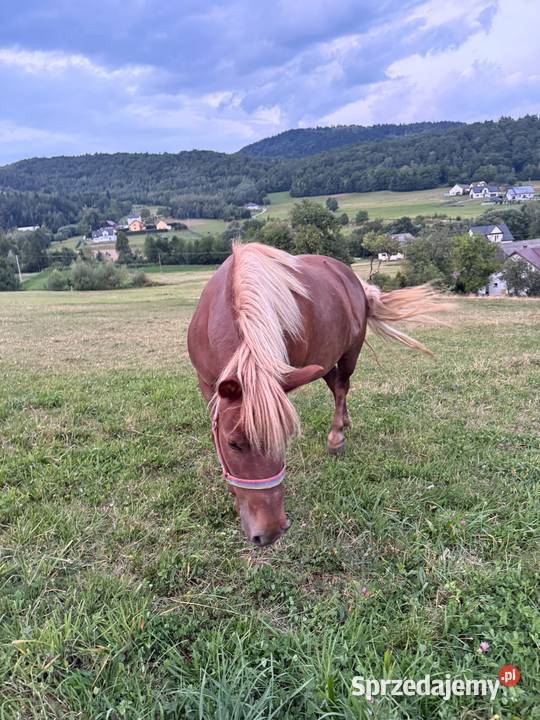 Kucyk klacz