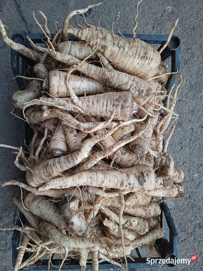 Sprzedam pietruszkę Dynów