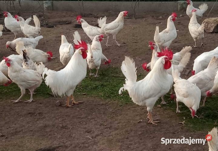 Kogutów leghorn Milików sprzedam