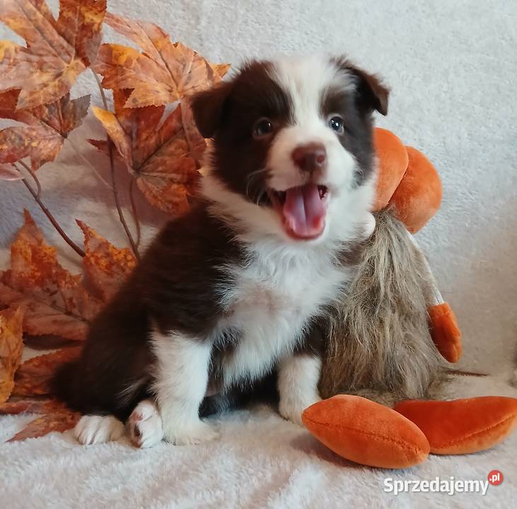 Border collie czekoladowo białe